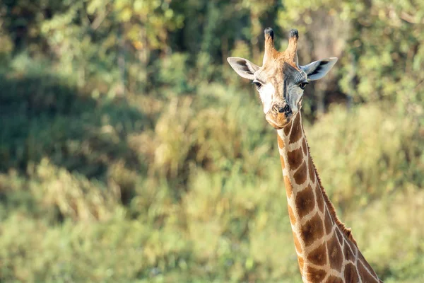Girafe dehors dans la nature pendant la journée . — Photo