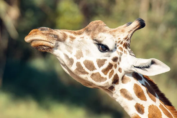 Girafa fora na natureza durante o dia . — Fotografia de Stock
