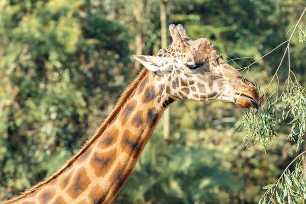 Жираф на природе в течение дня . — стоковое фото