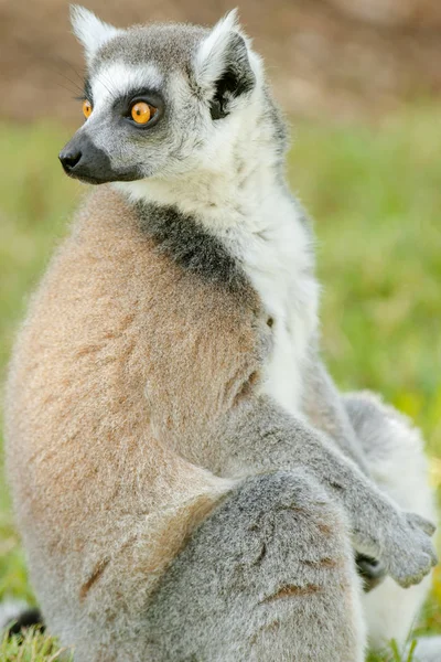 Närbild av en lemur Stockbild