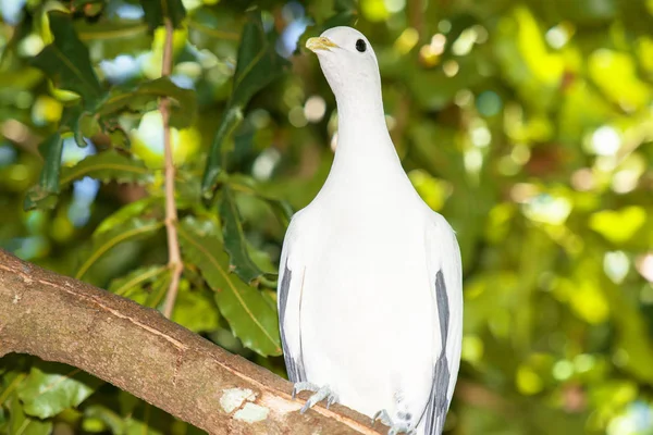 Pigeon du détroit de Torres — Photo