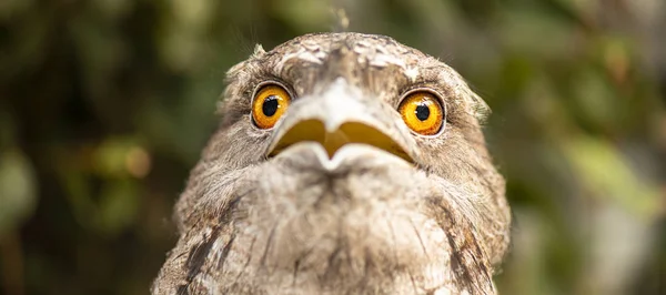 황갈색 frogmouth — 스톡 사진