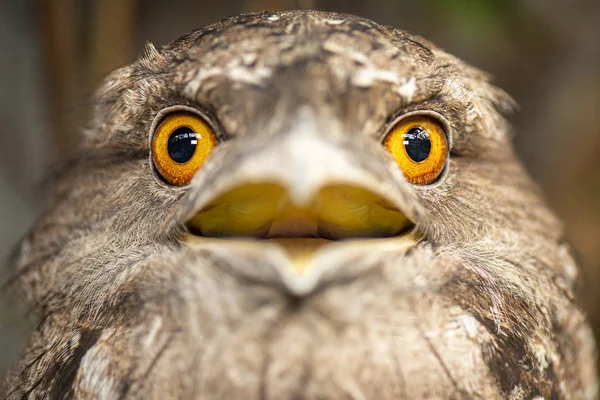 Καστανόξανθο frogmouth — Φωτογραφία Αρχείου