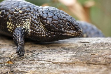 Shingleback, Tiliqua rugosa olarak da bilinir.