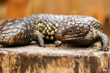 Shingleback, Tiliqua rugosa olarak da bilinir.