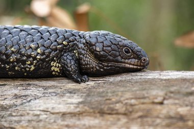 Shingleback, Tiliqua rugosa olarak da bilinir.