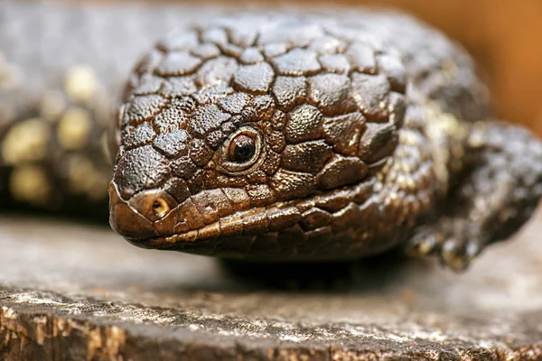 Shingleback znany również jako Tiliqua rugosa — Zdjęcie stockowe