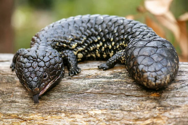 Shingleback även känd som Tiliqua rugosa — Stockfoto