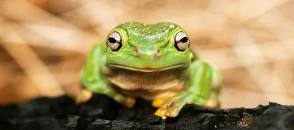 Wspaniałe drzewa żaba — Zdjęcie stockowe