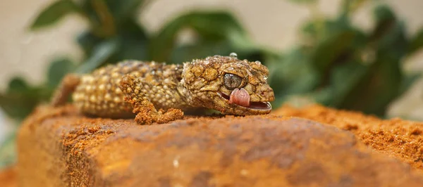 Zentralalischer Knopfschwanzgecko — Stockfoto