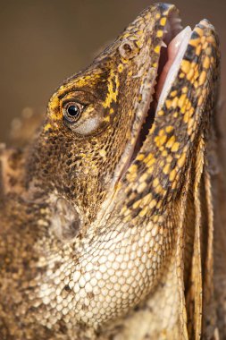 frilled boyun kertenkele