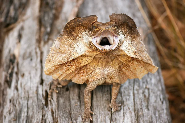 Frilled-neck Lizard — Stock Photo, Image