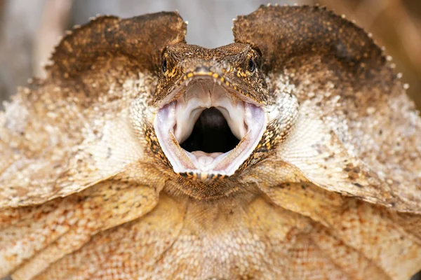 Frilled-neck Lizard