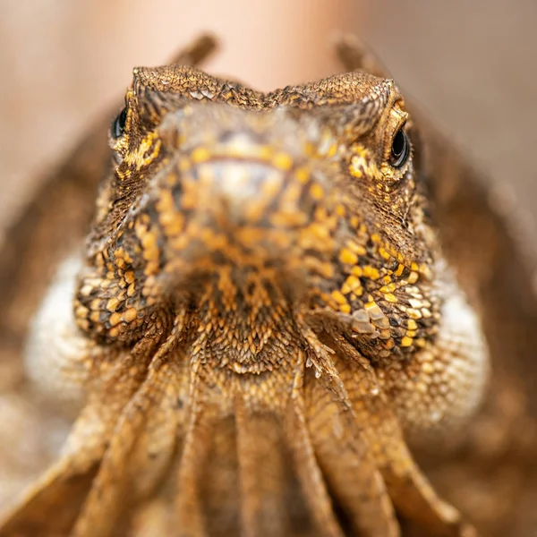 Szyi żabotowy lizard — Zdjęcie stockowe