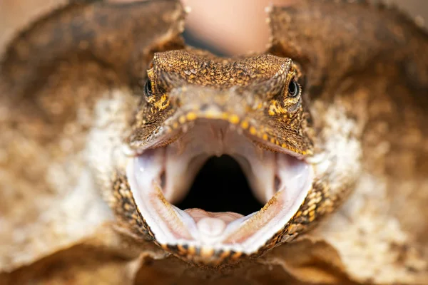 Szyi żabotowy lizard — Zdjęcie stockowe