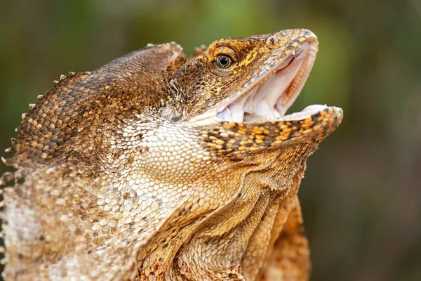 Halseidechse — Stockfoto