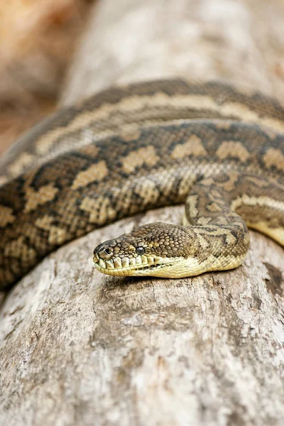 Kustnära mattan python — Stockfoto