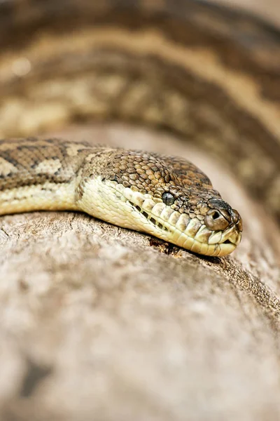 Kustnära mattan python — Stockfoto