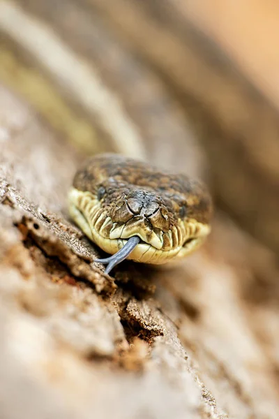 Η python χαλί παράκτια — Φωτογραφία Αρχείου