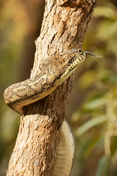 Kustnära mattan python — Stockfoto