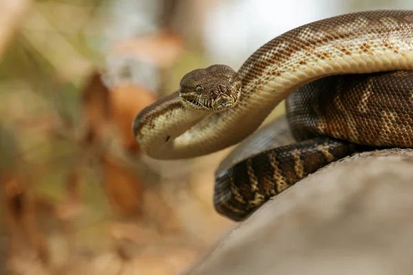 Alfombra costera Python — Foto de Stock