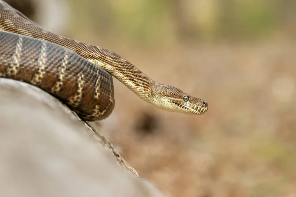 Tapete costeiro Python — Fotografia de Stock