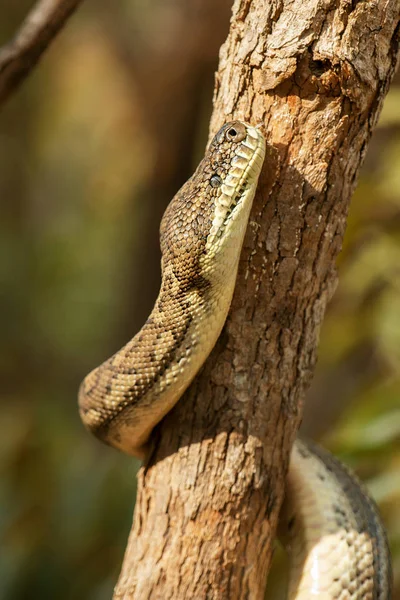 Kustnära mattan python — Stockfoto