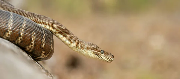Alfombra costera Python — Foto de Stock