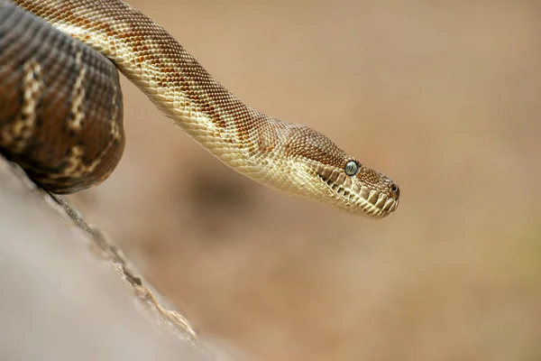 Kustnära mattan python — Stockfoto