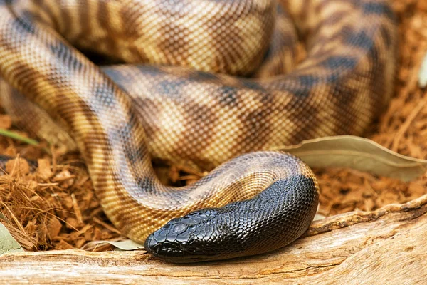 Python cabeza negra — Foto de Stock