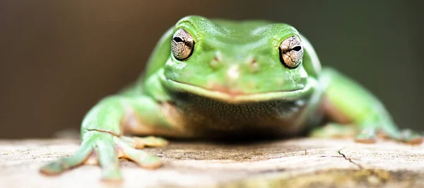 Sapo-da-árvore-verde australiano — Fotografia de Stock