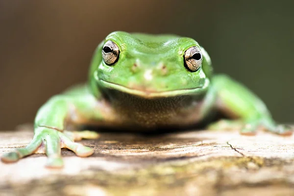 Australiska gröna träd groda " — Stockfoto