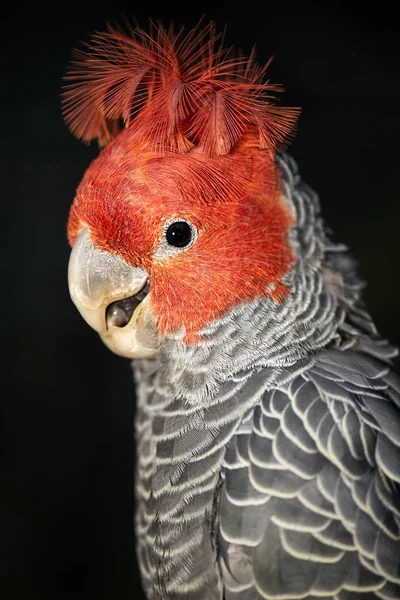 Gang Gang Cockatoo в том числе — стоковое фото