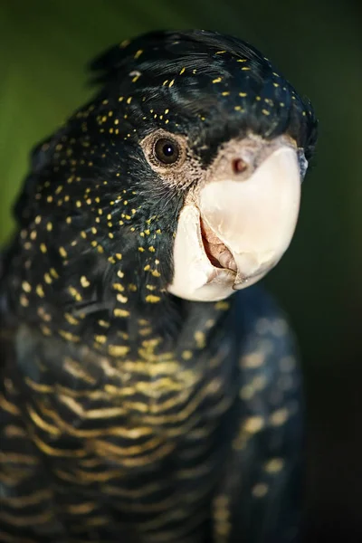 Cockatoo nero coda rossa — Foto Stock
