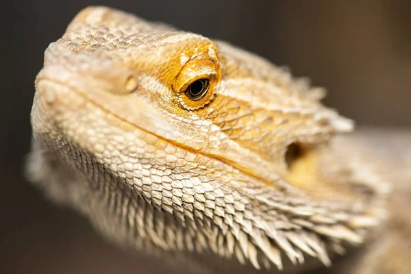 Bearded Dragon