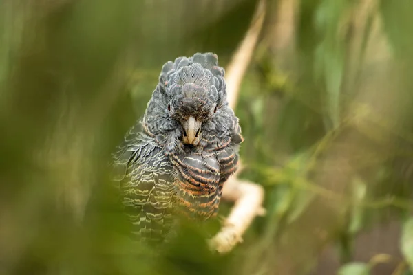 女ギャングコック｜Cockatoo — ストック写真