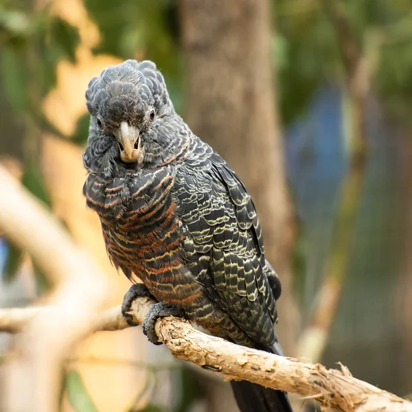 Mulher Gangue Gangue Cacatua — Fotografia de Stock