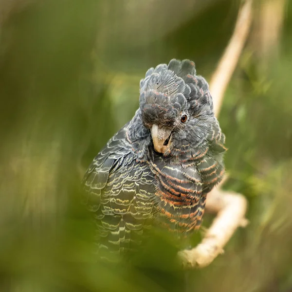 Kadın Çete Çetesi Papağanı — Stok fotoğraf