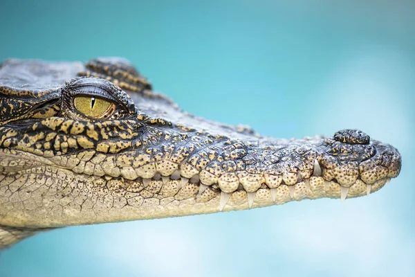 Морской крокодил — стоковое фото