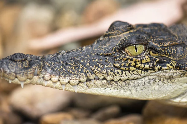 Saltwater Crocodile — Stock Photo, Image