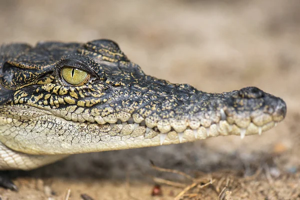 Saltwater Crocodile — Stock Photo, Image