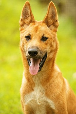 Avustralya dingo yavrusu 