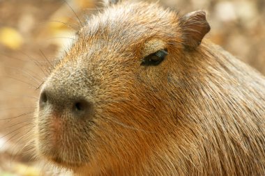 Bir Capybara 'nın Yakın Çekimi