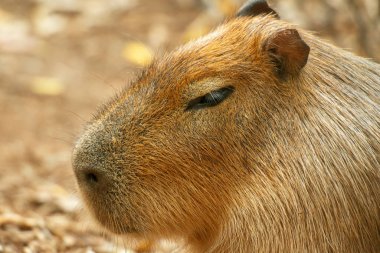 Bir Capybara 'nın Yakın Çekimi