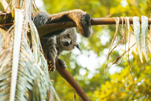 Binturong — Stockfoto