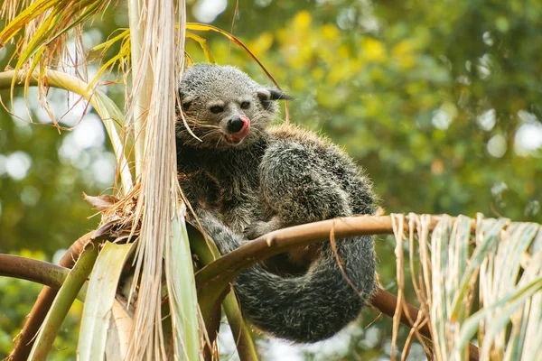 Binturong. — Fotografia de Stock