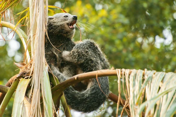 Binturong — Stock fotografie