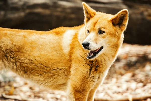 Australian Dingo — Stock Photo, Image