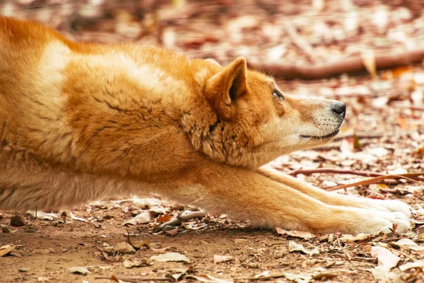 Australijski dingo — Zdjęcie stockowe