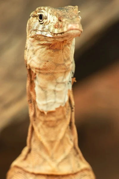 Perentie — Stock Fotó